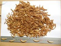 Pet Food Dried Mealworms 