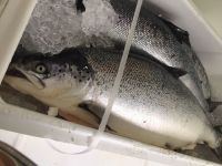 Salmon Fish, Atlantic Mackerel, Salmon Fillet