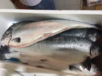 Frozen Norwegian Salmon Fish