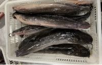 Cat Fish Frozen Farming Wholesale 