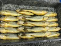 Yellow croaker Whole round