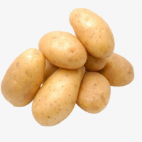 Fresh Potato | Premium Export Quality | China