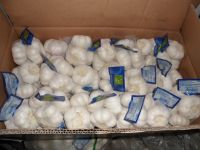 Chinese Fresh Garlic | White Garlic