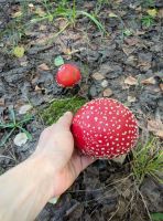 Amanita muscaria (fly agaric)