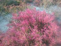 Salicornia Europaea salicornia seeds 