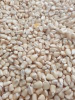 Grade A White Corn / White Maize (non Gmo White Corn)