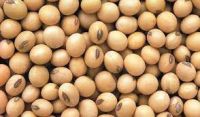 Soybeans