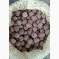 walnut