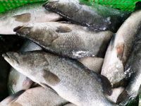 Frozen Barramundi Whole Round