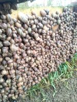 Snails