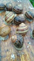 Snails helix aspersa muller