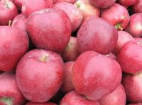 Bulk Sales Fresh Apples