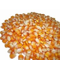 Non GMO Yellow Corn and White Corn
