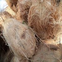 Fresh Deshusked,Semi Husked Coconut