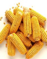 Non GMO Yellow Corn and White Corn 