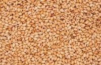 Best Quality Sesame seeds at Cheap Rates