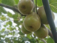 Fresh kiwi fruit ,red kiwi ,yellow kiwi ,green kiwi for sell