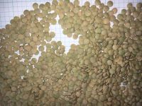 lentils green