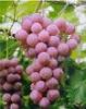 Grape Seed Extract powder