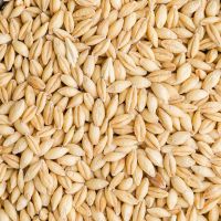premium quality  barley