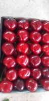 High Quality Natural Taste Red Farm Fresh Cherries for Sale
