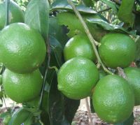  Wholesale Eureka Lemon, Fresh Lemon, Citrus Fruits From South Africa
