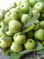 Guava Exports from South Africa have many nutrients, with high vitamin C content,