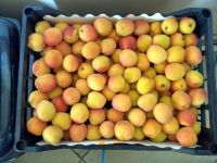 Cheap Fresh Apricots Best Quality From South Africa