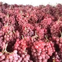  Grape Fresh Grape New Season Sweet Fresh Grape Low Price South Africa