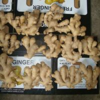 South African Fresh king of Ginger 150g/250g up 5kg/10kg/30LBS PVC Box sinofarm Ginger wholesale price per ton for importers of ginger