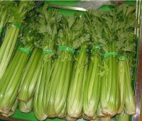 2021International Certification vegetables wholesale bulk frozen diced celer
