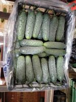 HIGH QUALITY - FRESH CUCUMBER - GREEN SPIKY CUCUMBER - FOR EXPORT FROM SOUTH AFRICA