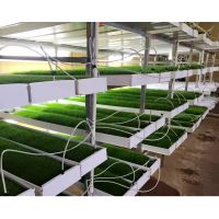 Forage hydroponic Barley green forage fodder Microgreen Seeds Sprouting Fodder System From South Africa