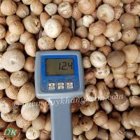 Areca (Betel) Nut - WHATSAPP +84903887753