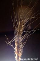 Wheat | Wheat Exporter | Wheat Distributor | Wheat