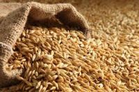 Best Selling Premium Quality Barley