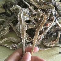 High grade dry Seahorse hippocampus all sizes available