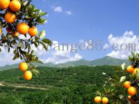 Navel Orange1