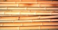 Bamboo poles & bamboo fence