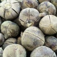 African Kolanuts, Silkynuts 