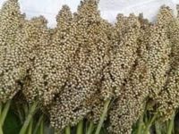 Sorghum