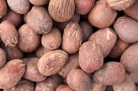 High Quality Shea Nuts