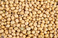 Soya Beans (Nigerian Origin)