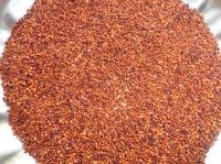 Finger Millet