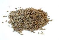 cumin seed