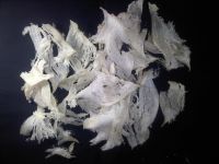 Sumatra Birds Nest