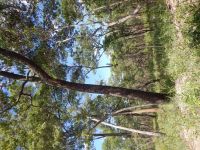 African timber
