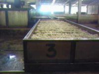 SPR 20 (Crumb Natural Rubber
