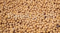 Organic Raw Soybeans 