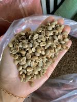 Coffee Beans From Vietnam.